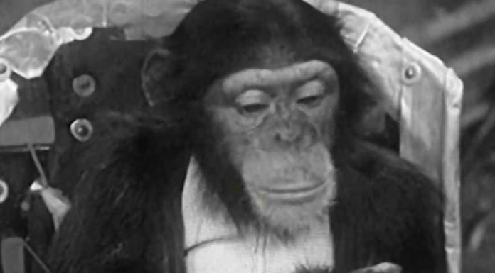 Clueso – Gordo (Video)