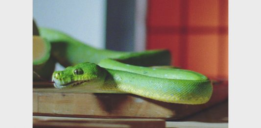 Vampire Weekend – Harmony Hall