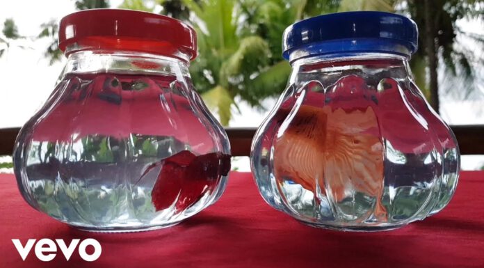 Maeckes teilt seinen Gitarrenkonzerte Song „Hier & Da“